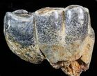 Desmostylus Molar (Hippo-Like Animal) - California #40607-2